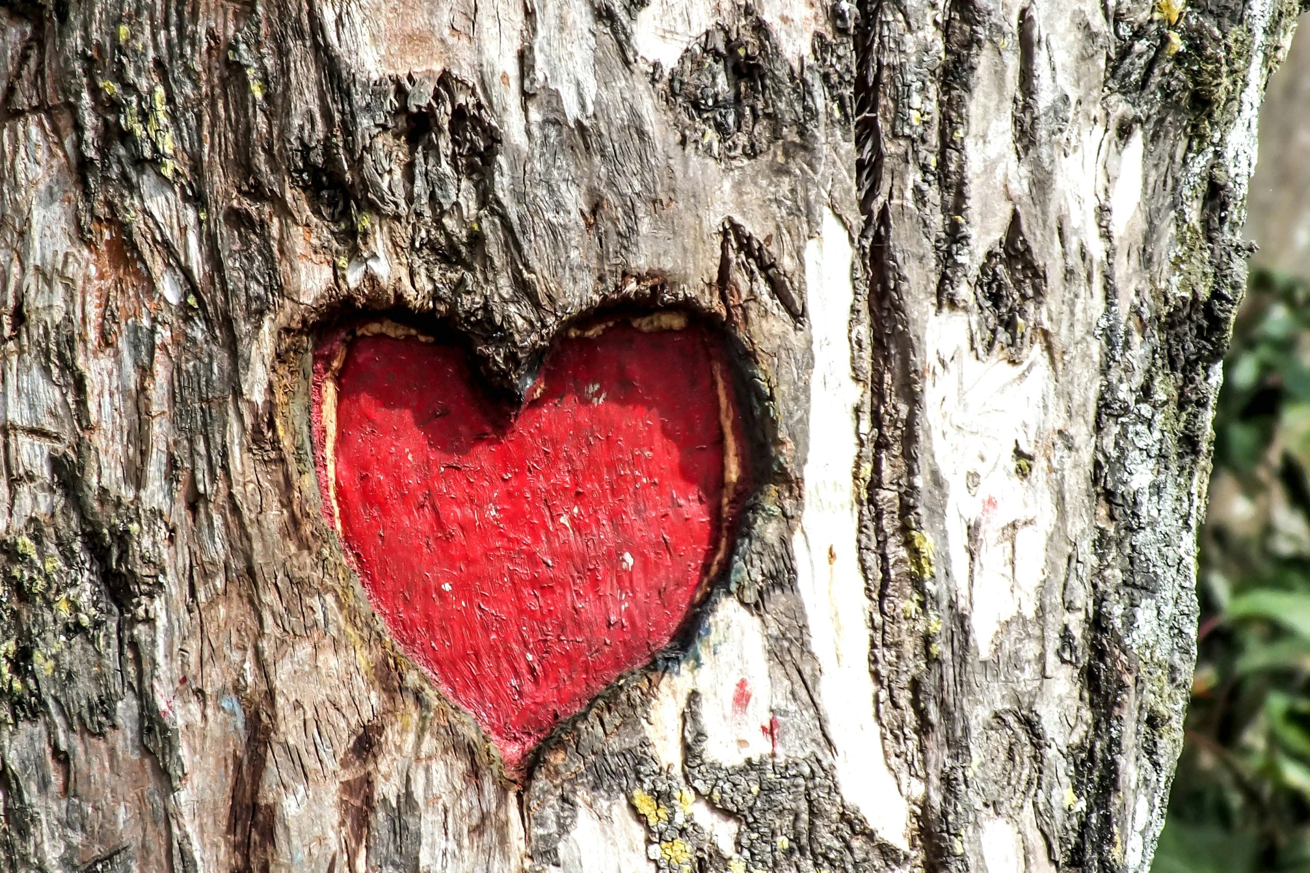 Red heart carved into a tree trunk