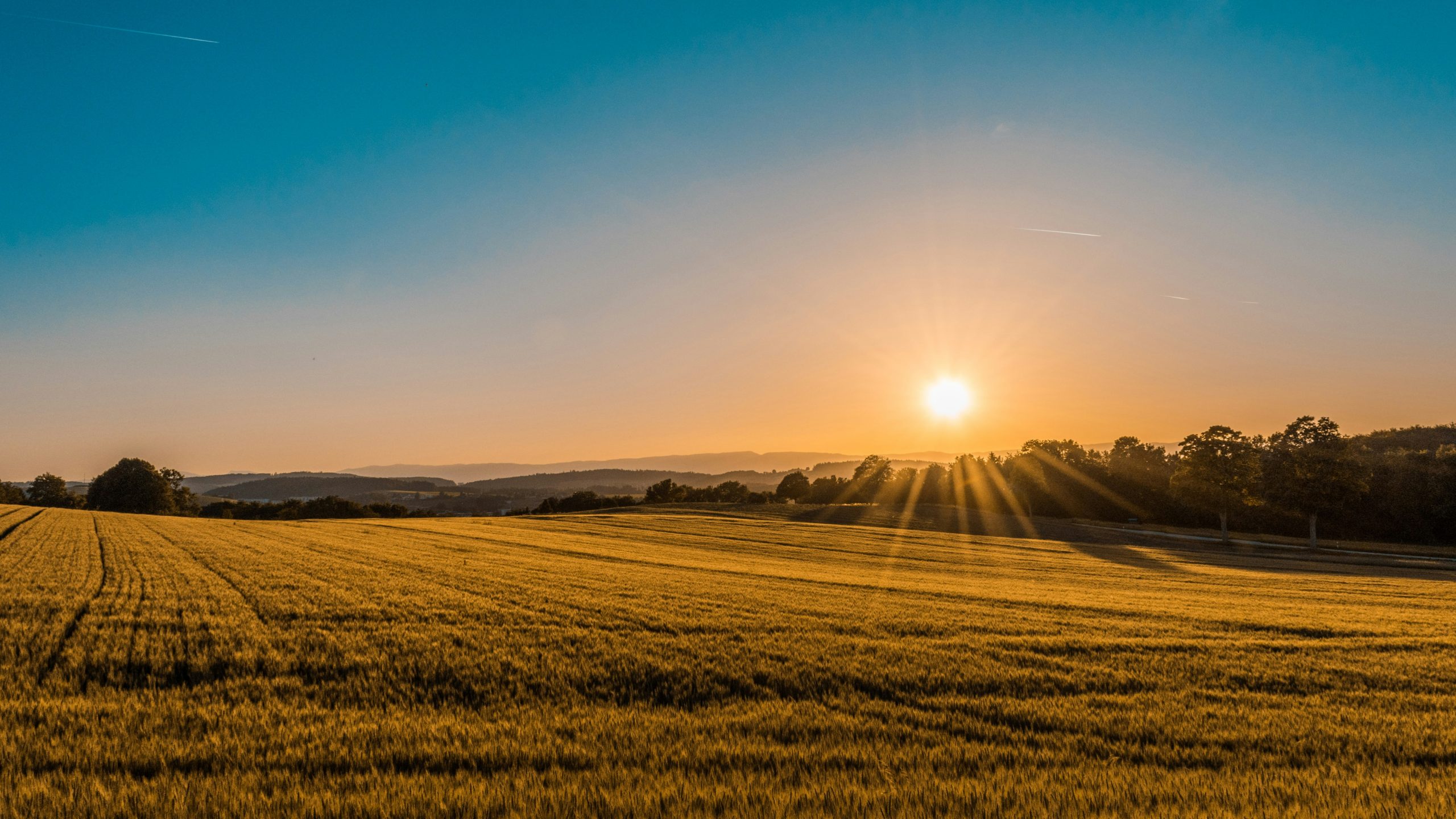Sun setting over a golden wheat field with a line of trees on the horizon