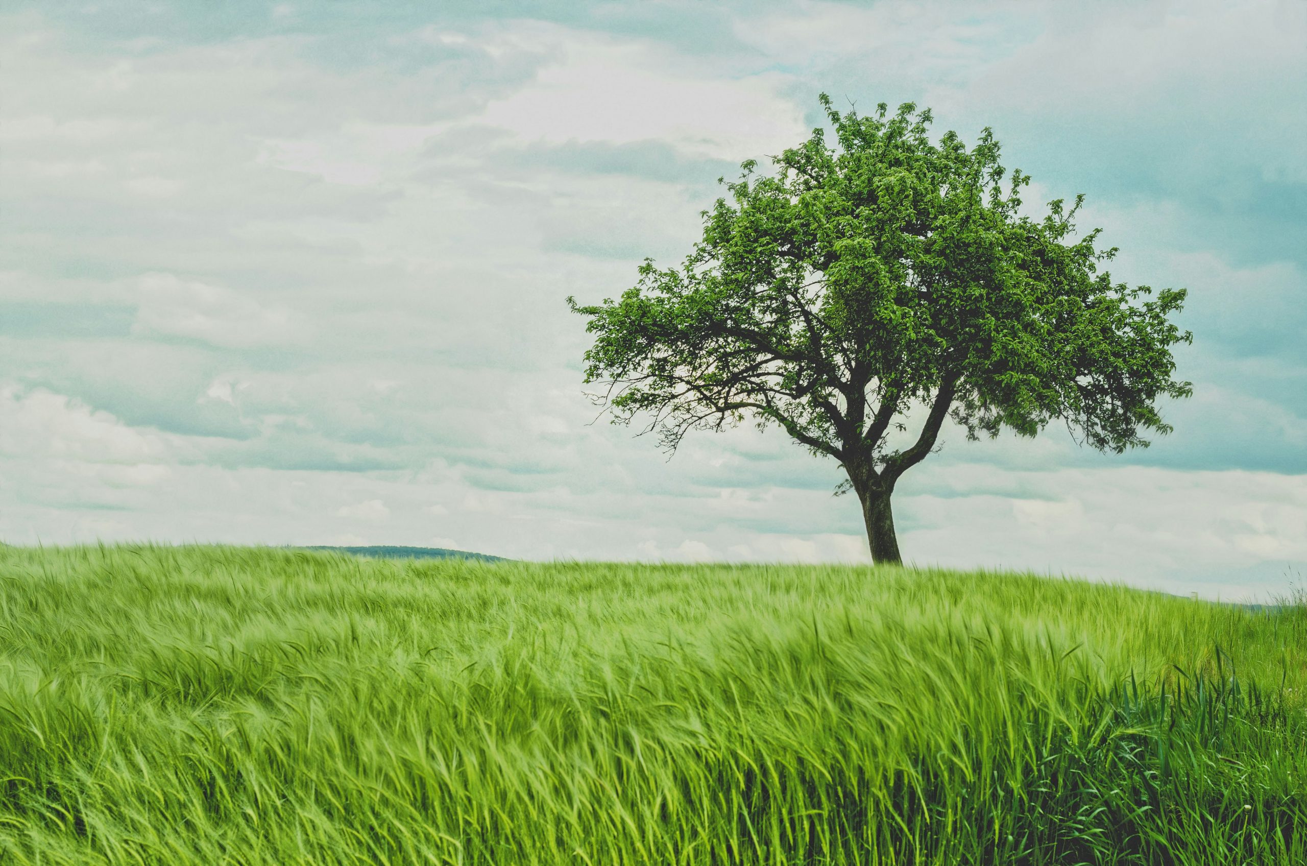 A lone leafy tree on a hill of green grass under a cloudy sky