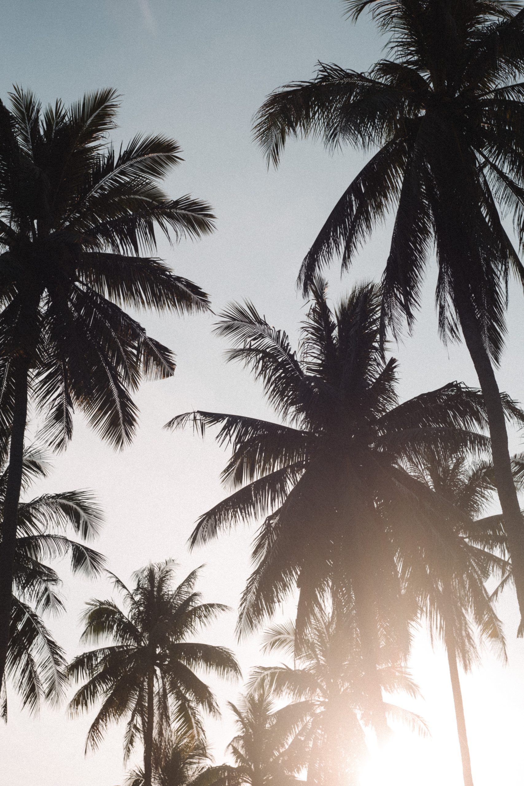 Tall palm trees silhouetted against a bright sky