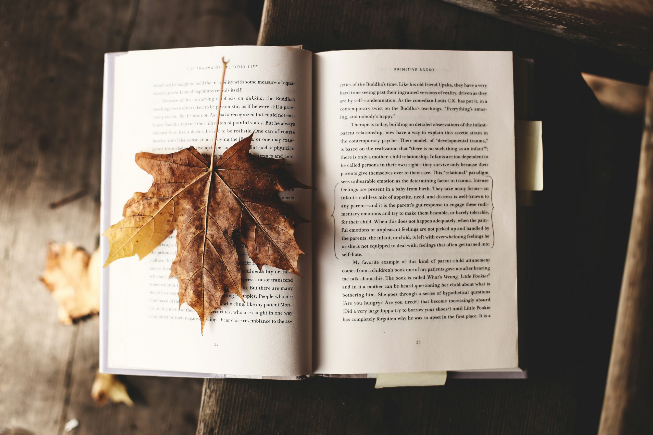 Open book with an autumn maple leaf resting on its pages