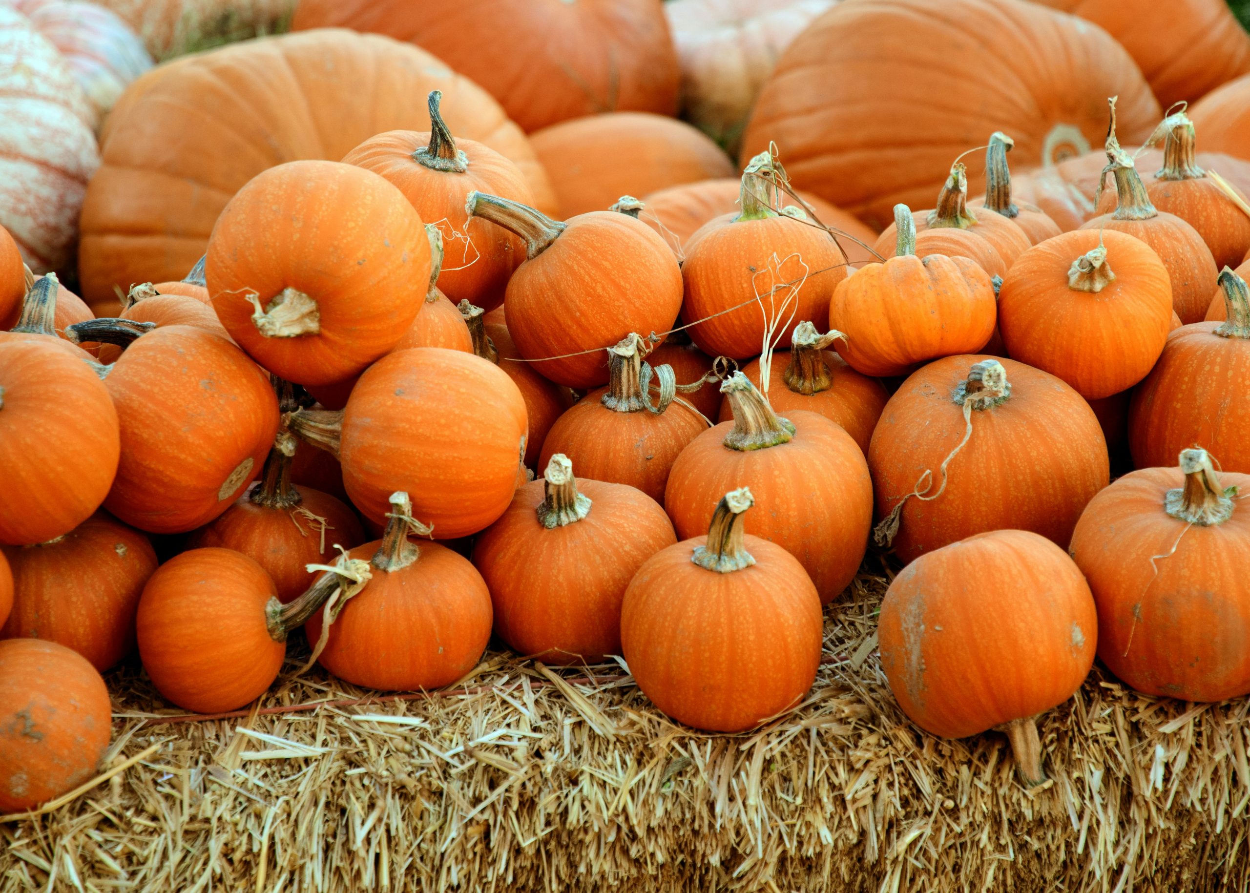 Pile of small orange pumpkins on hay bales